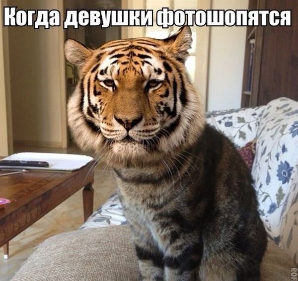 Подборка веселых картинок с подписями (20 фото) Подборка веселых картинок с подписями (20 фото)