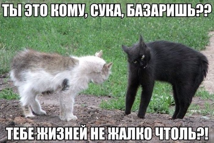 Подборка веселых картинок с подписями (20 фото) Подборка веселых картинок с подписями (20 фото)