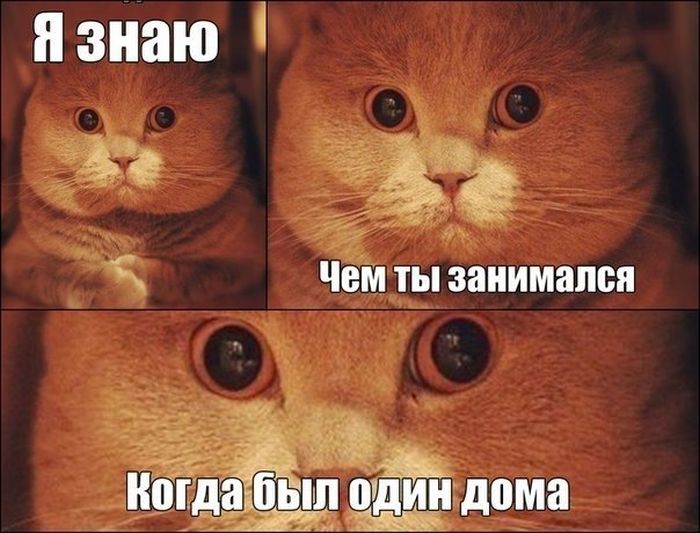 Картинки со смешными подписями (20 фото) Картинки со смешными подписями (20 фото)