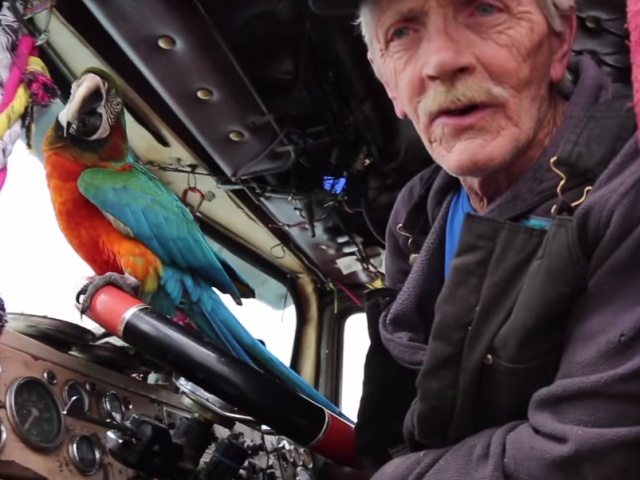 Пожилой дальнобойщик с попугаем на раритетном грузовике