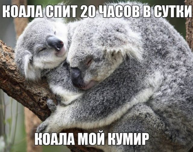 Прикольные картинки с текстом (20 фото) Прикольные картинки с текстом (20 фото)