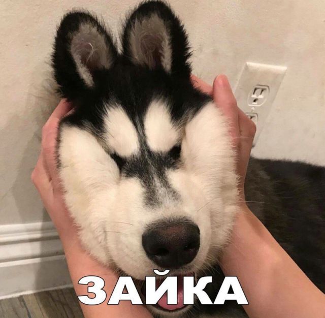 Забавные картинки с креативными подписям (20 фото) Забавные картинки с креативными подписям (20 фото)