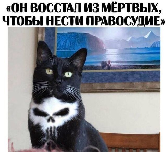 Забавные картинки с креативными подписям (20 фото) Забавные картинки с креативными подписям (20 фото)
