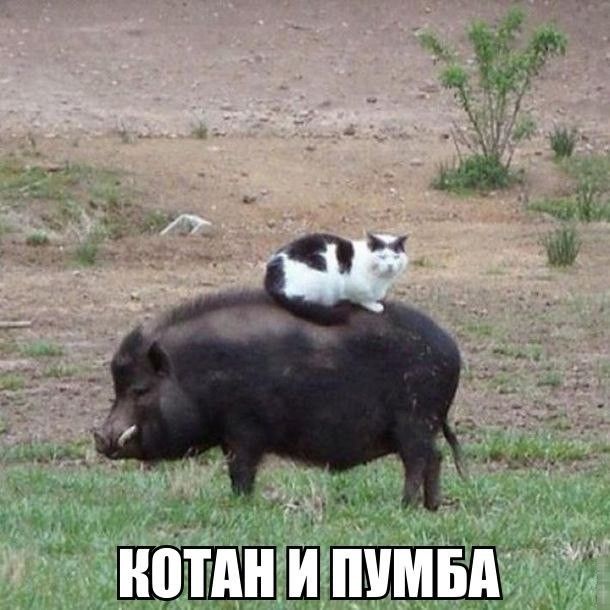 Забавные картинки с креативными подписям (20 фото) Забавные картинки с креативными подписям (20 фото)
