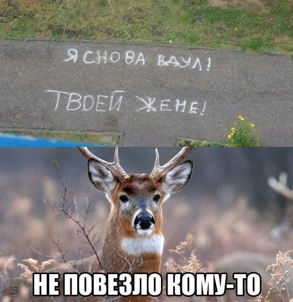 Забавные картинки с креативными подписям (20 фото) Забавные картинки с креативными подписям (20 фото)