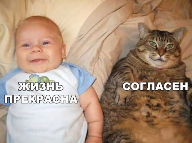 Забавные картинки с креативными подписям (20 фото) Забавные картинки с креативными подписям (20 фото)