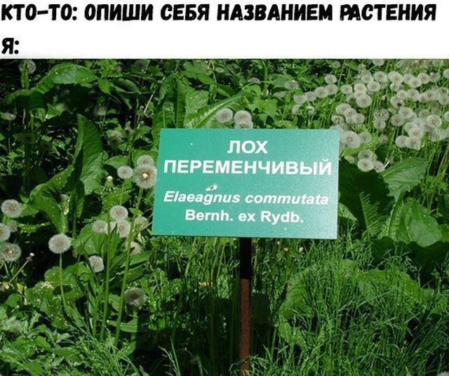 Картинки со смешными подписями (20 фото) Картинки со смешными подписями (20 фото)