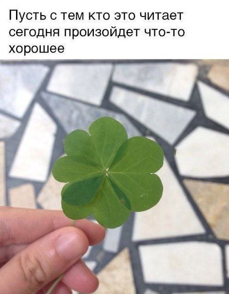 Смешные картинки с подписями (20 картинок) Смешные картинки с подписями (20 картинок)