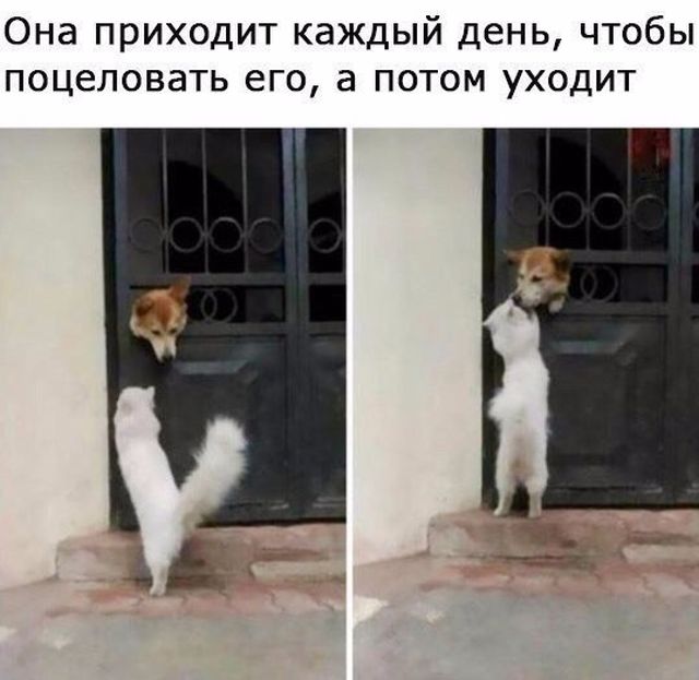 Смешные картинки с подписями (20 картинок) Смешные картинки с подписями (20 картинок)