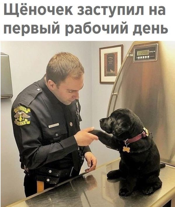 Прикольные картинки (20 фото) Прикольные картинки (20 фото)
