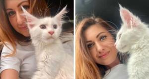 Юлия из Старого Оскола купила котенка, который за год превратился в огромного зверя (3 фото + видео)