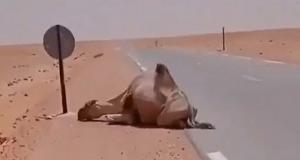 Мужчина спас верблюда от обезвоживания