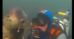 Милое видео: морской котик и дайвер