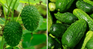 Как выглядели фрукты и овощи до того, как человек изменил их с помощью селекции (11 фото)