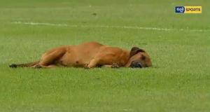 Пес уснул в центре поля во время матча чемпионата Парагвая по футболу