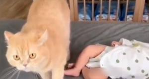 Реакция кота на ребенка