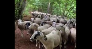 Бегунья из Франции случайно стала предводительницей стада овец