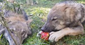 Любите ли вы яблоки так сильно, как этот волк?