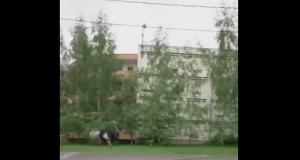 В Москве заметили страуса-спринтера
