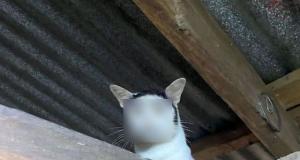 Внимание, кот-грузин (5 фото)