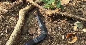 Подвязочная змея - самая непредсказуемая рептилия