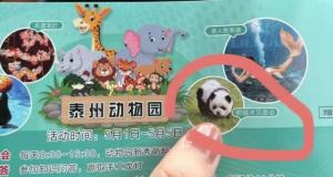 В Китае зоопарк пообещал показать посетителям новую породу панд и вот, что из этого вышло (5 фото + видео)