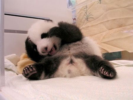 Маленькие панды (20 Фото)