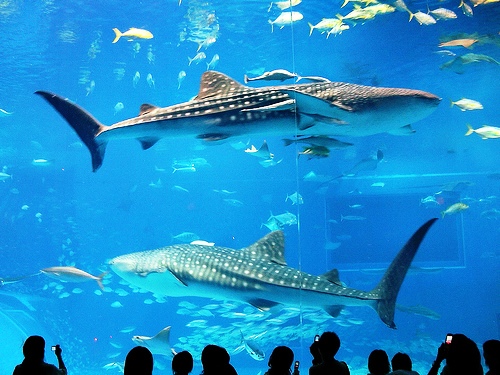 Классный аквариум (10 Фото)