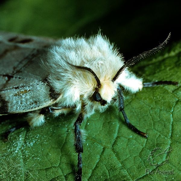 Макро-фотографии насекомых (30 Фото)