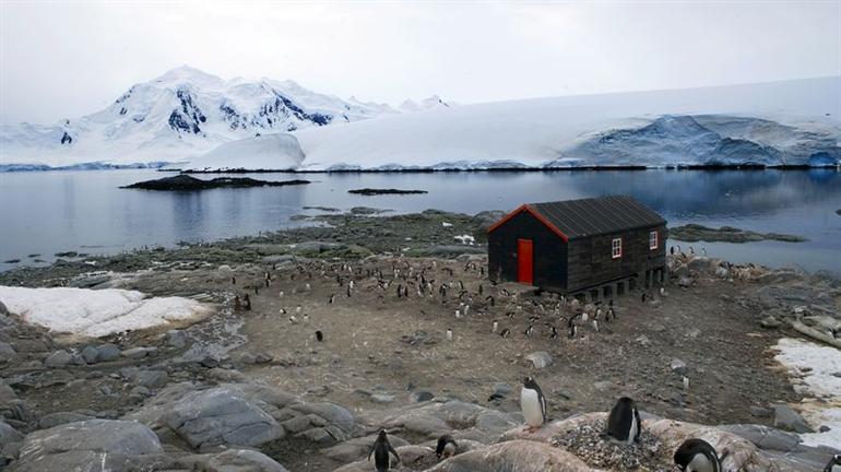 Пингвины (20 Фото)
