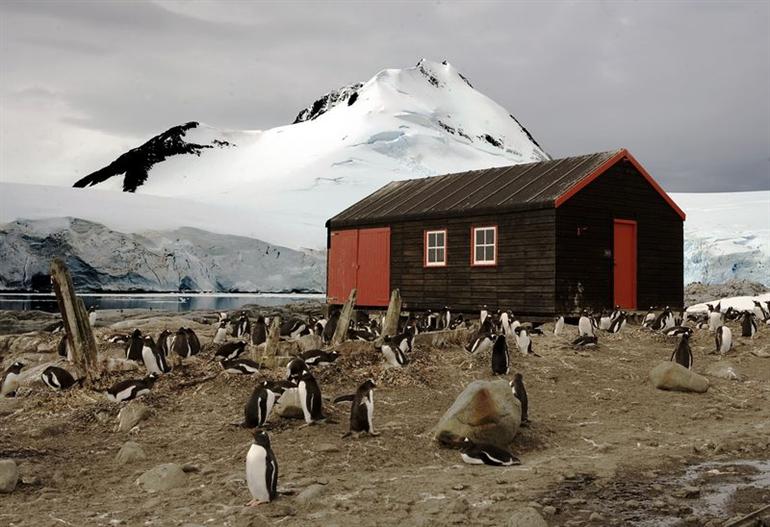 Пингвины (20 Фото)