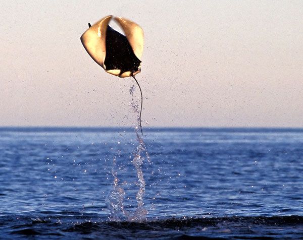 Летающие рыбы (7 Фото)