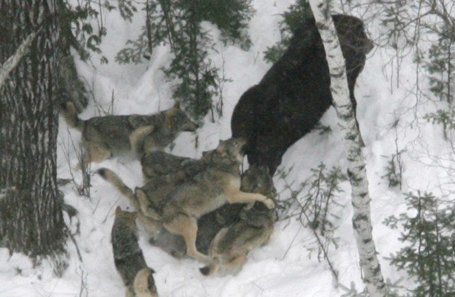 Волки против лося (4 Фото)