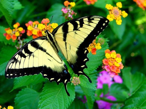 Красивые бабочки (11 Фото)