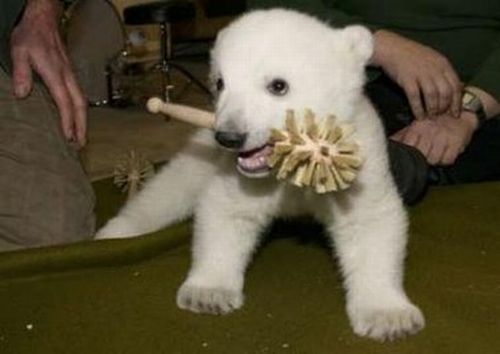 Белый медвеженок (7 Фото)
