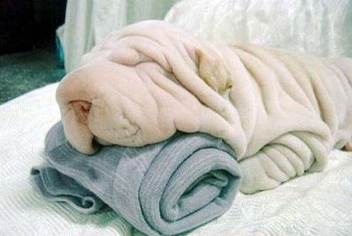 Собака или полотенце? (7 Фото)