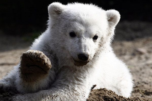 Белый ручной медвеженок Knut (16 Фото)