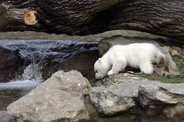 Белый ручной медвеженок Knut (16 Фото)