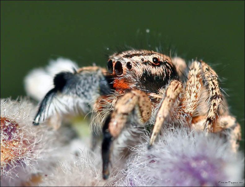Макро-фотографии насекомых (15 Фото)