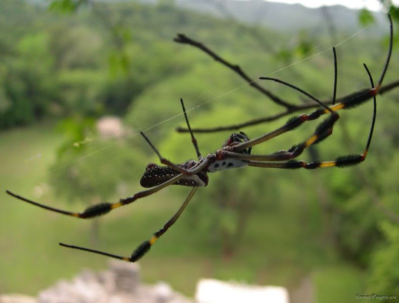 Макро-фотографии насекомых (15 Фото)