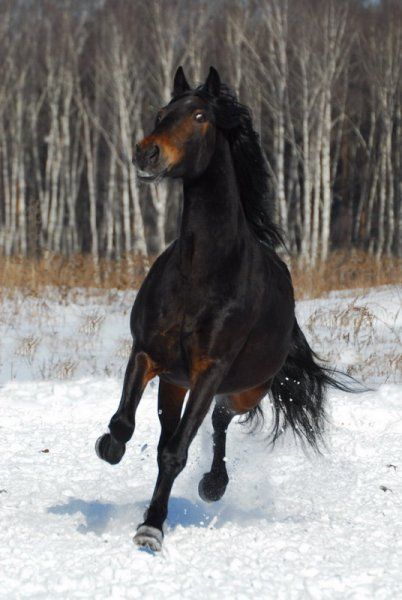 Красивые лошади (22 Фото)