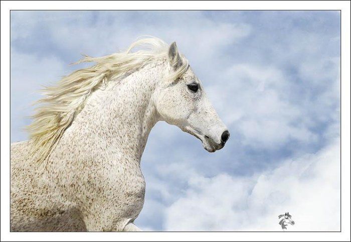 Красивые лошади (22 Фото)