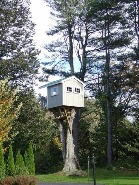 Дома на деревьях (12 Фото)