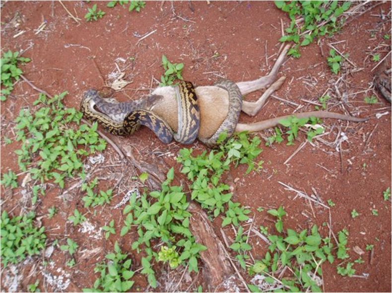 ЖЕСТЬ. Змея съедает кенгуру (14 Фото)