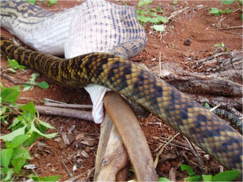 ЖЕСТЬ. Змея съедает кенгуру (14 Фото)