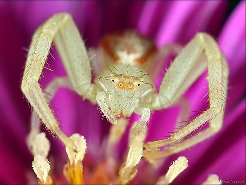 Классные пауки (15 Фото)