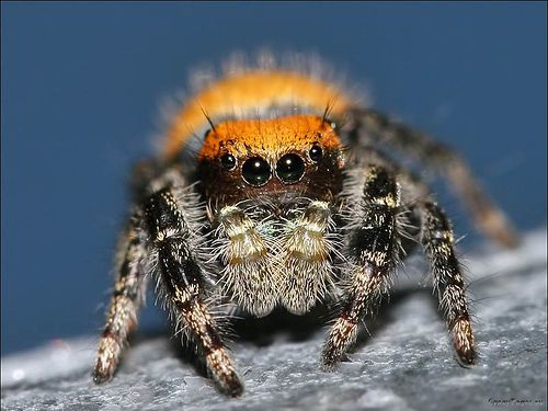 Классные пауки (15 Фото)