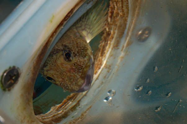 Интересный аквариум (10 Фото)