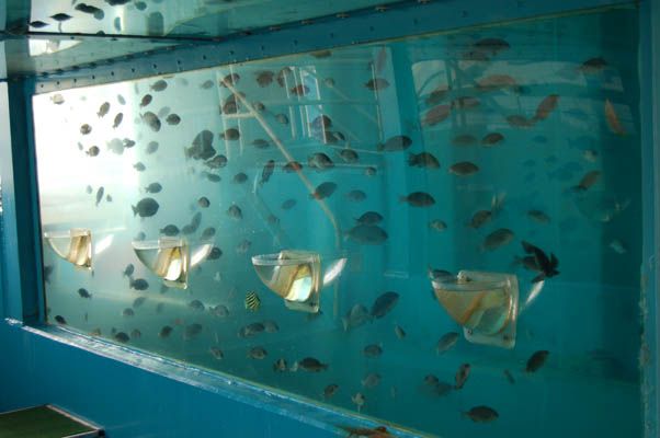 Интересный аквариум (10 Фото)