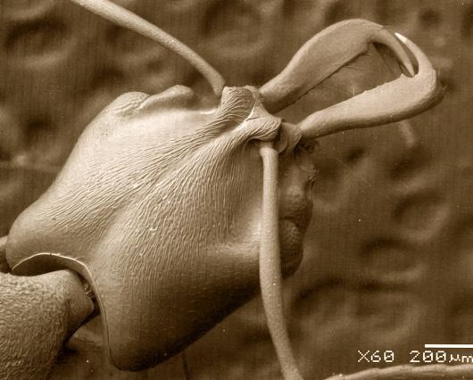 Макрофотографии муравьев (4 Фото)